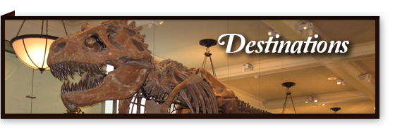 Dino skull